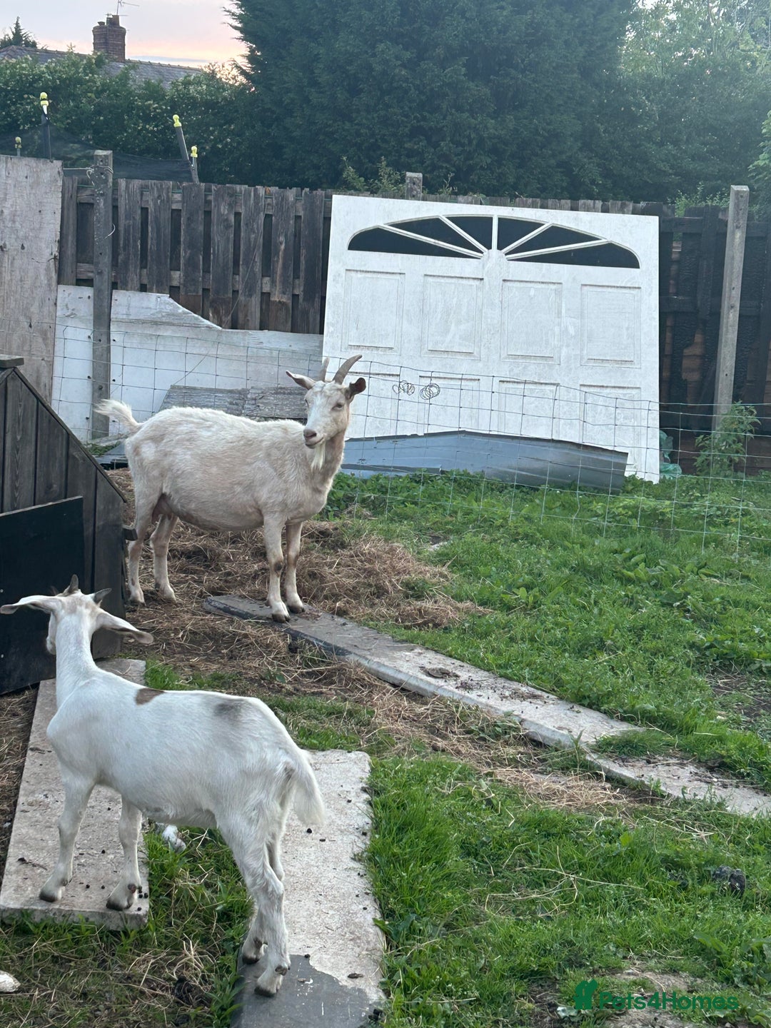 Goats livestock for sale: Pygmy X - Image 3