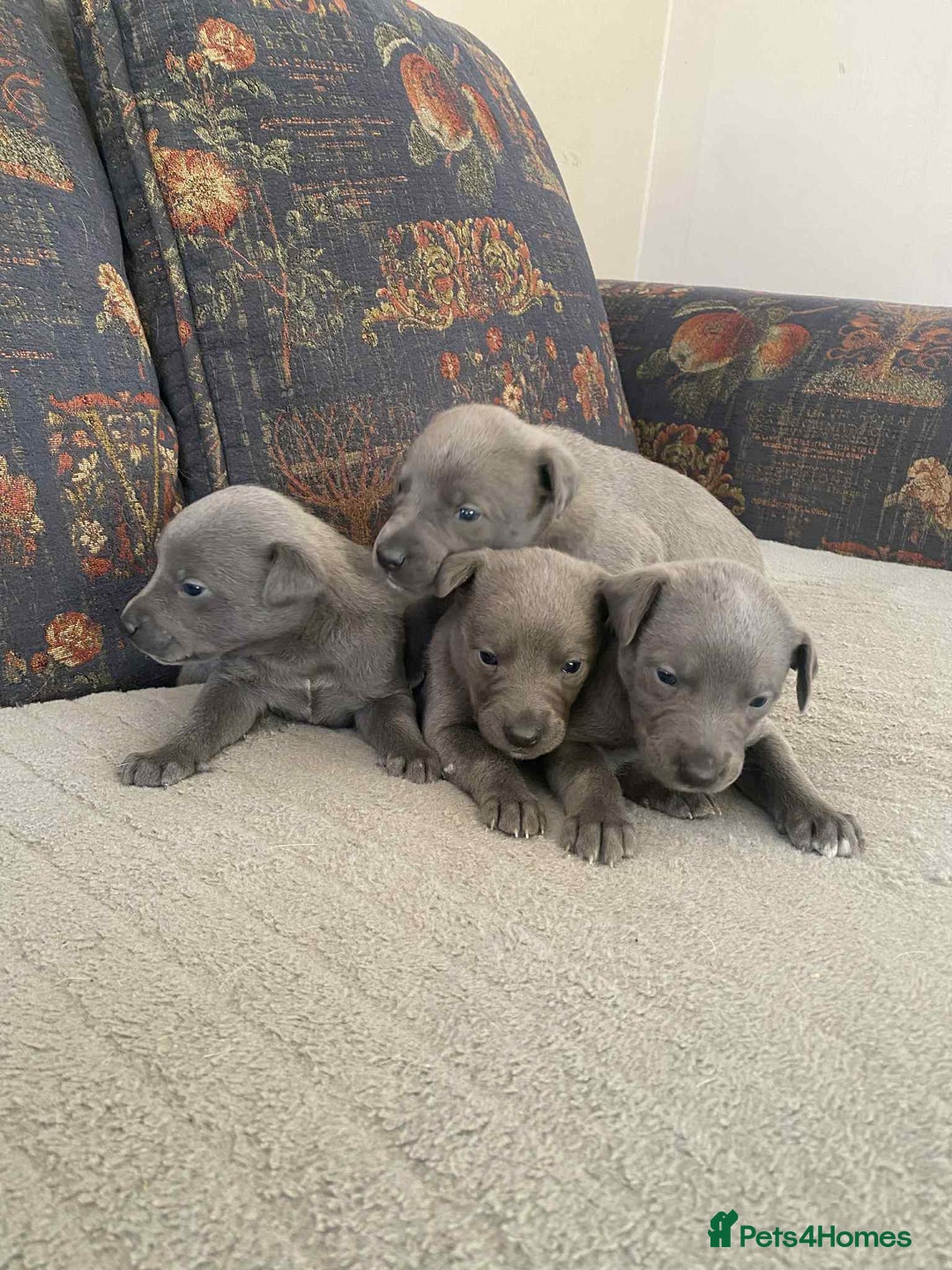 Whippet dogs for sale: 4 beautiful whippet puppies - Advert 15