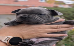 French Bulldog dogs for sale: Stunning French bulldog puppies 🐕 - Image 27
