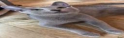 Russian Blue cats for sale: *TOP* Quality Genetically Tested Russian Blues - Advert 3