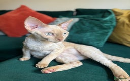Devon Rex cats for sale: 1 Boy Left ♥️ - Image 9