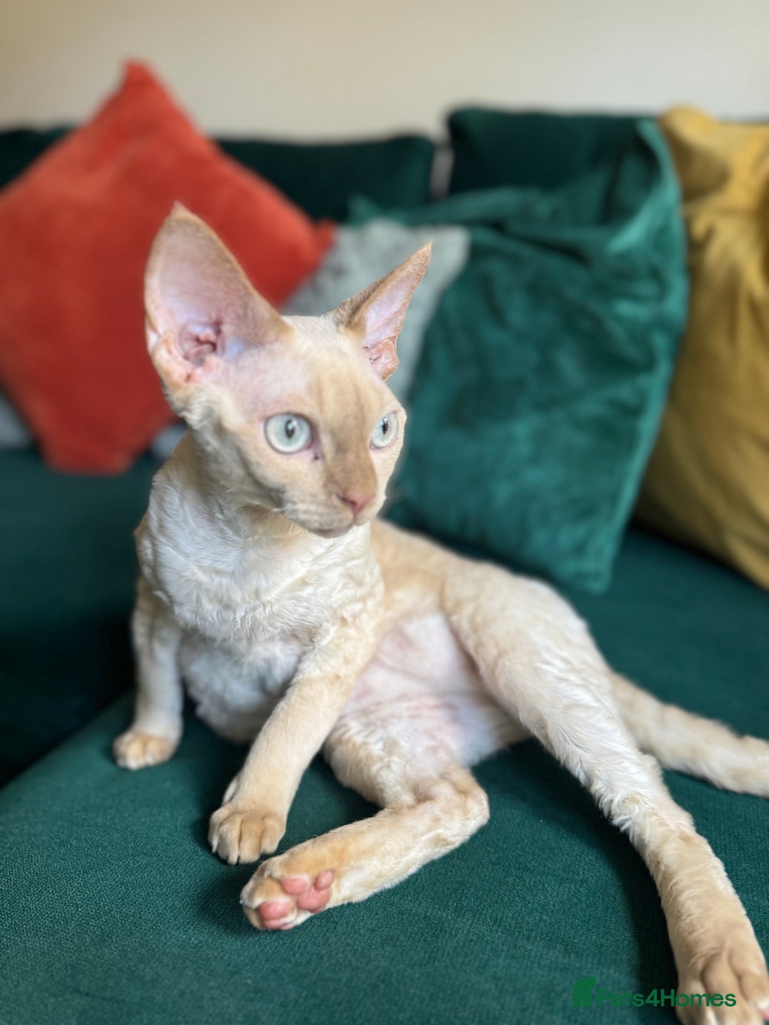 Devon Rex cats for sale: 1 Boy Left ♥️ - Image 9