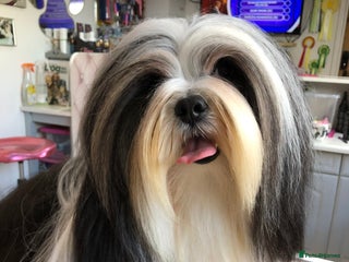 Lhasa Apso dogs in Warwick - Advert 4