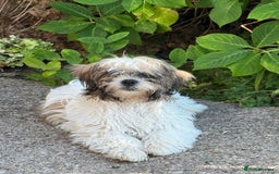 Mixed Breed dogs for sale: Female Shi Tzu x Bichon - Image 7