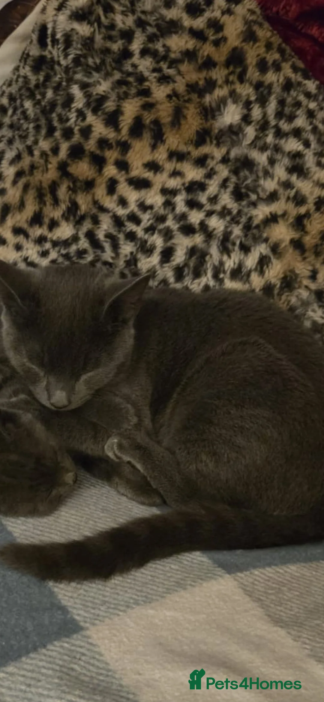 Russian Blue cats for sale: Emma blue - Advert 2