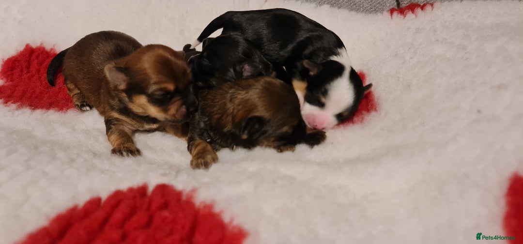 Chorkie dogs for sale: Outstanding Chihuahua x Yorkshire Terrier puppies  - Advert 1