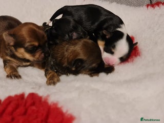 Chorkie dogs Outstanding Chihuahua x Yorkshire Terrier puppies - Advert 17
