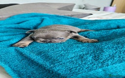 French Bulldog dogs for sale: 4 KC REG FRENCH BULLDOGS  - Image 2