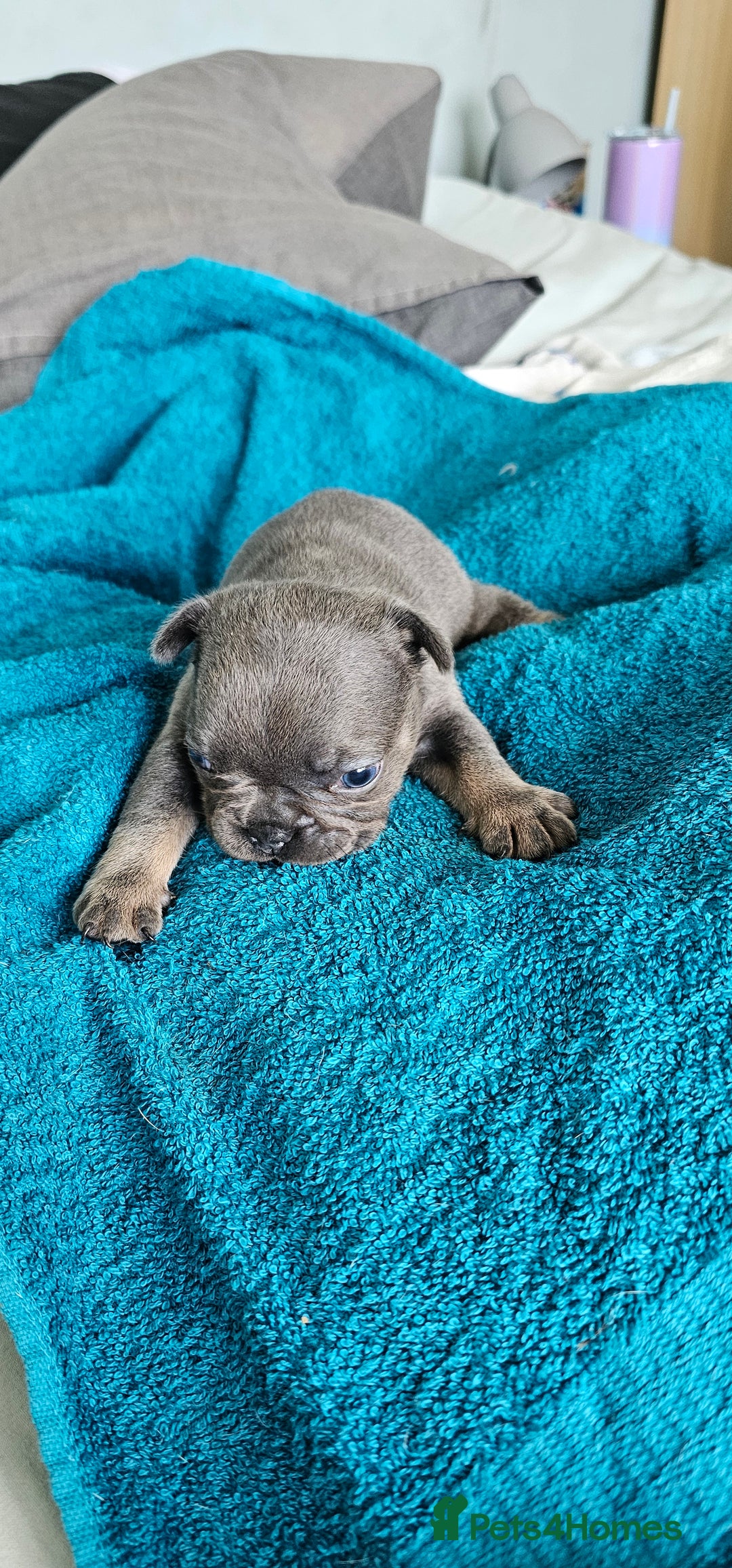 French Bulldog dogs for sale: 4 KC REG FRENCH BULLDOGS  - Image 2