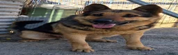 German Shepherd dogs for adoption: 🚨‼️URGENT‼️🚨 Bandit 💙🐾 - Advert 10