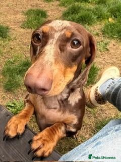Miniature Dachshund dogs Chocolate and Tan Dapple Female - Advert 1