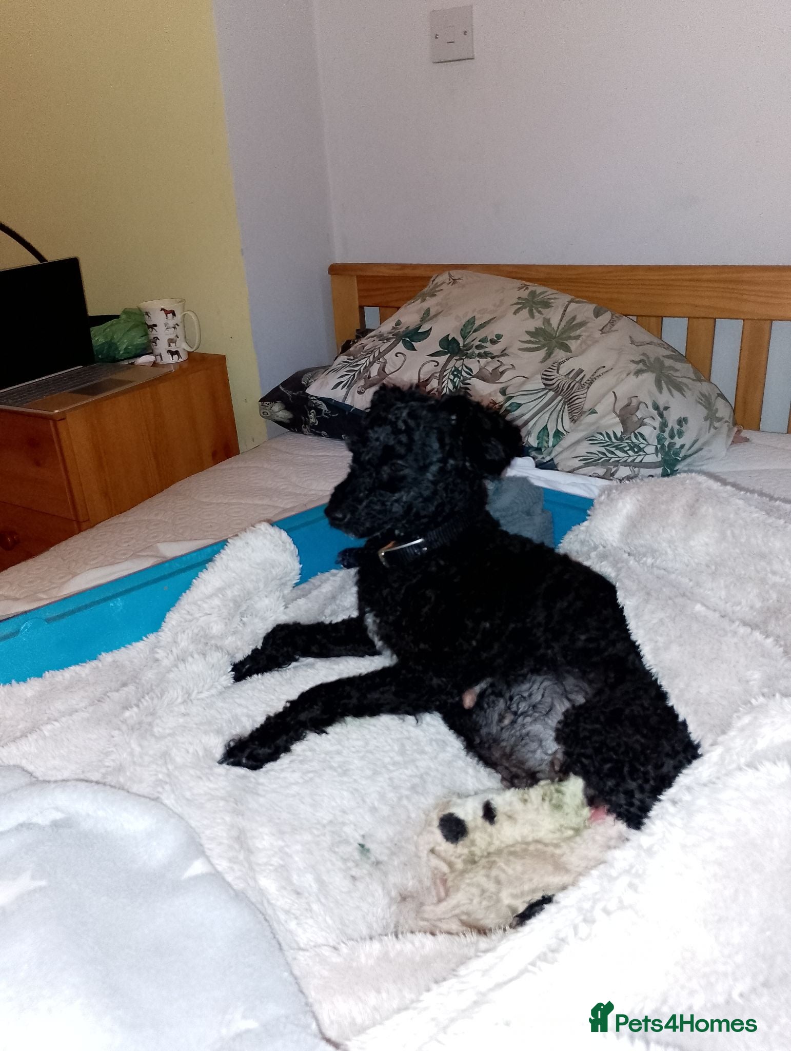 Mixed Breed dogs  3  Poodle pups miniature crossed with toy. - Advert 1