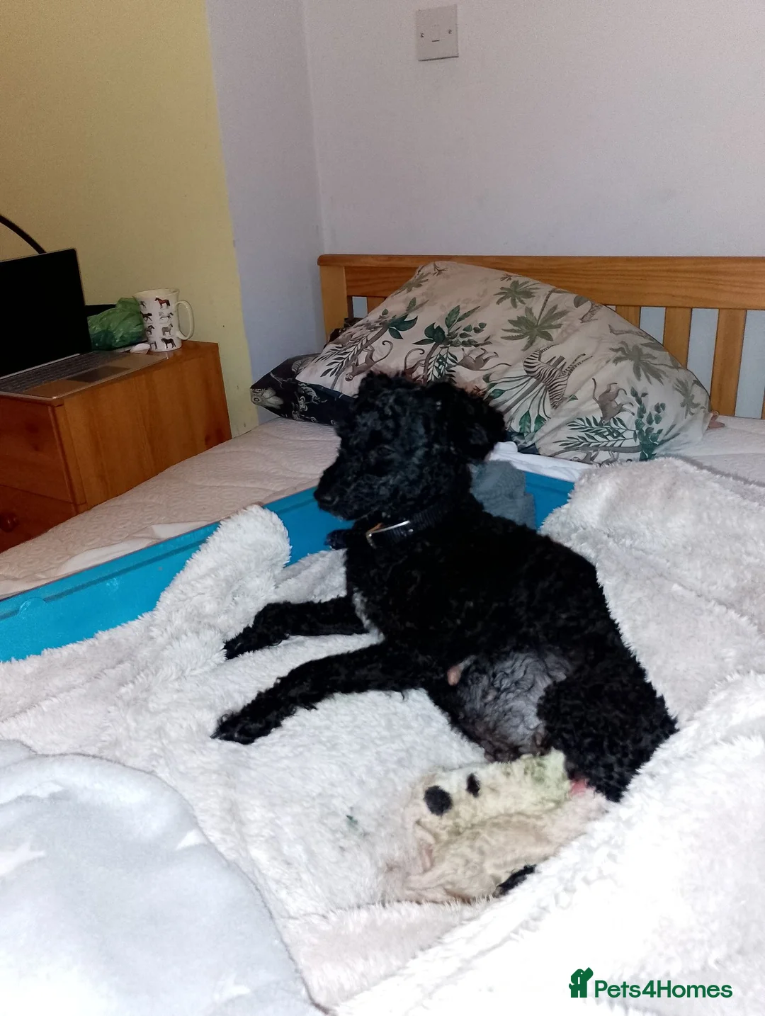 Mixed Breed dogs for sale:  3  Poodle pups miniature crossed with toy. - Advert 1