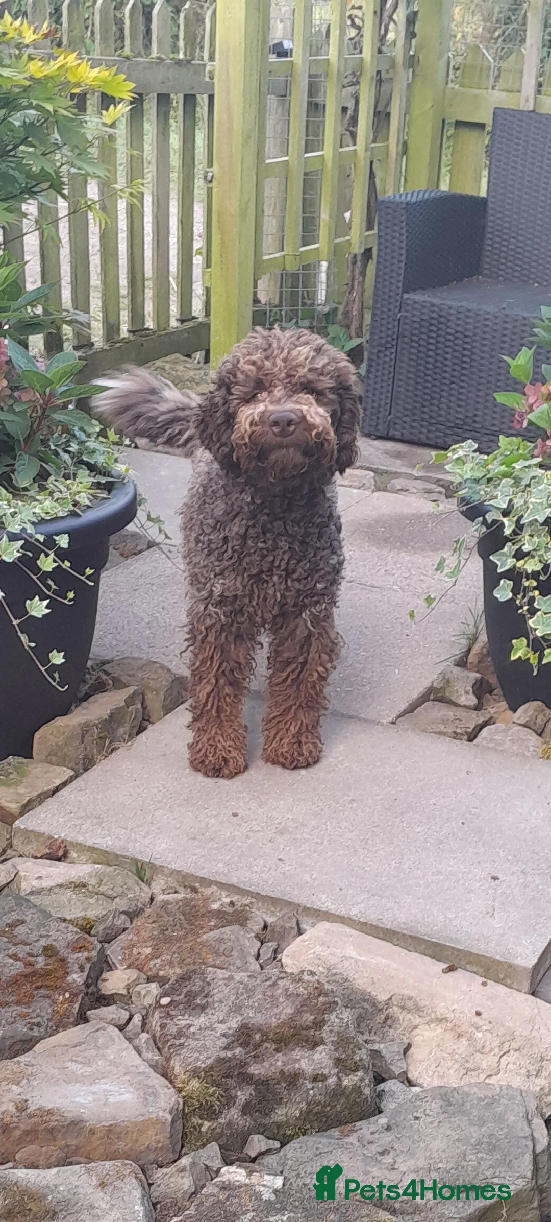 Lagotto Romagnolo dogs for stud: Kc reg proven dna tested lagotto  for stud £700 in Belper - Advert 11