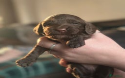 Cocker Spaniel dogs for sale: Cocker spaniel puppies  - Advert 4