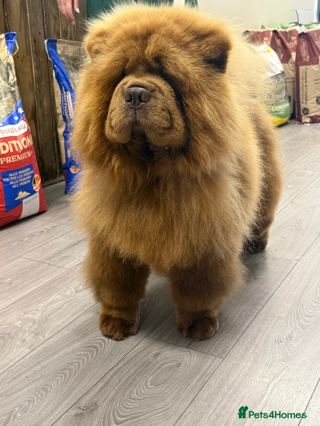 Chow Chow dogs for stud: Thornton  - Advert 4