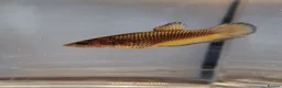 Bettas fish for sale: Betta mustard gas  - Advert 9