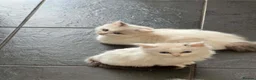 Ragdoll cats for sale: Beautiful Ragdoll kittens! Ready for new homes NOW - Advert 25