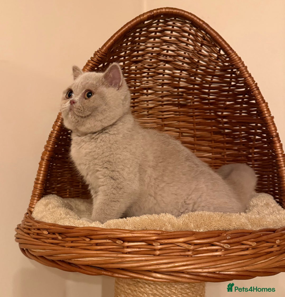 British Shorthair cats for sale: British Shorthair kittens  - Advert 6