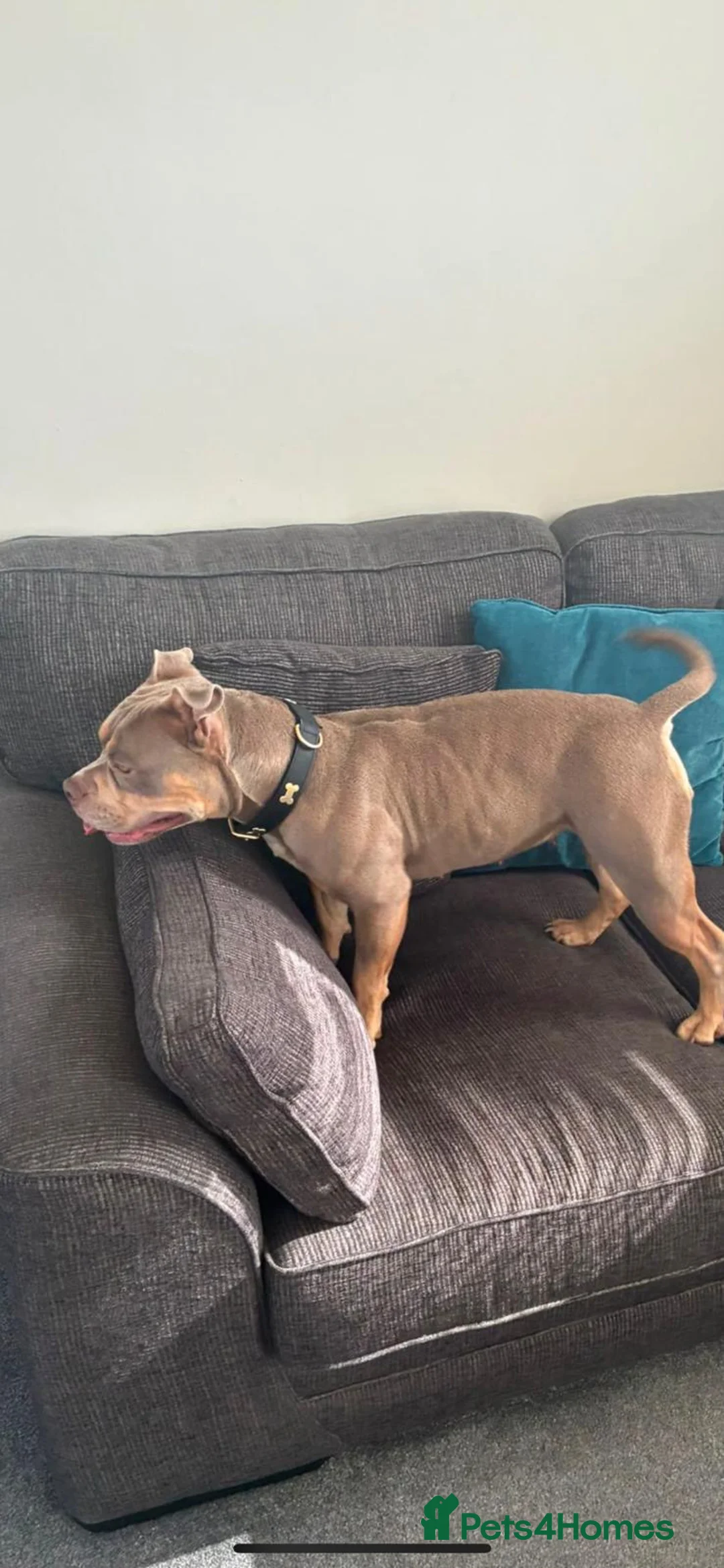 American Bull Staffy dogs for sale: Pocket bully  in Leicester - Advert 5