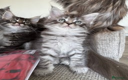 Maine Coon cats for sale: Xl Beautiful Mainecoon kittens for sale - Image 20