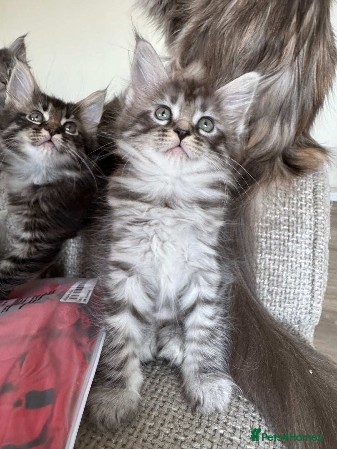 Maine Coon cats for sale: Xl Beautiful Mainecoon kittens for sale - Image 20