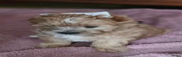 Yorkshire Terrier dogs for sale: Yorkshire terriers looking for their forever home  - Advert 8
