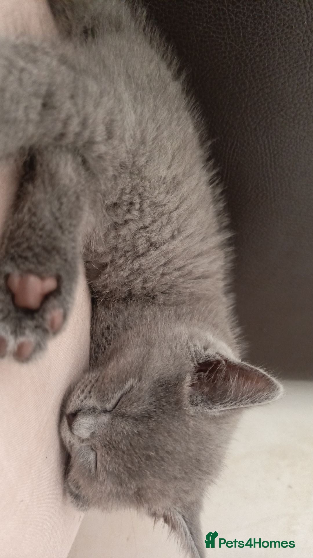 British Shorthair cats for sale: 4 beautiful British Shorthair kittens for sale - Image 3
