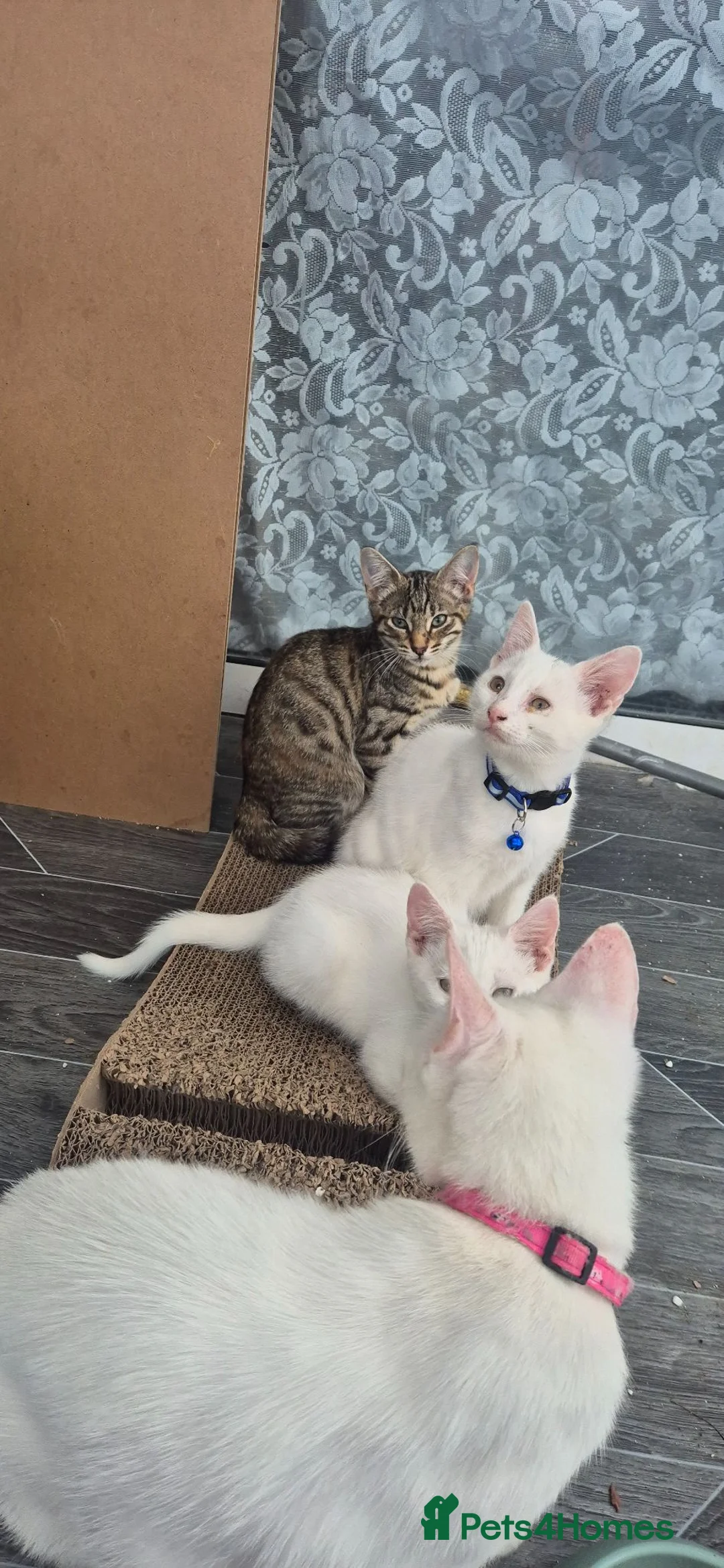 Mixed Breed cats for sale: Beautiful kittens - Advert 20