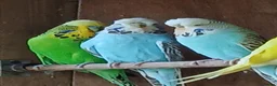 Budgerigars birds for sale: BUDGIES - various colours, various ages. - Advert 10