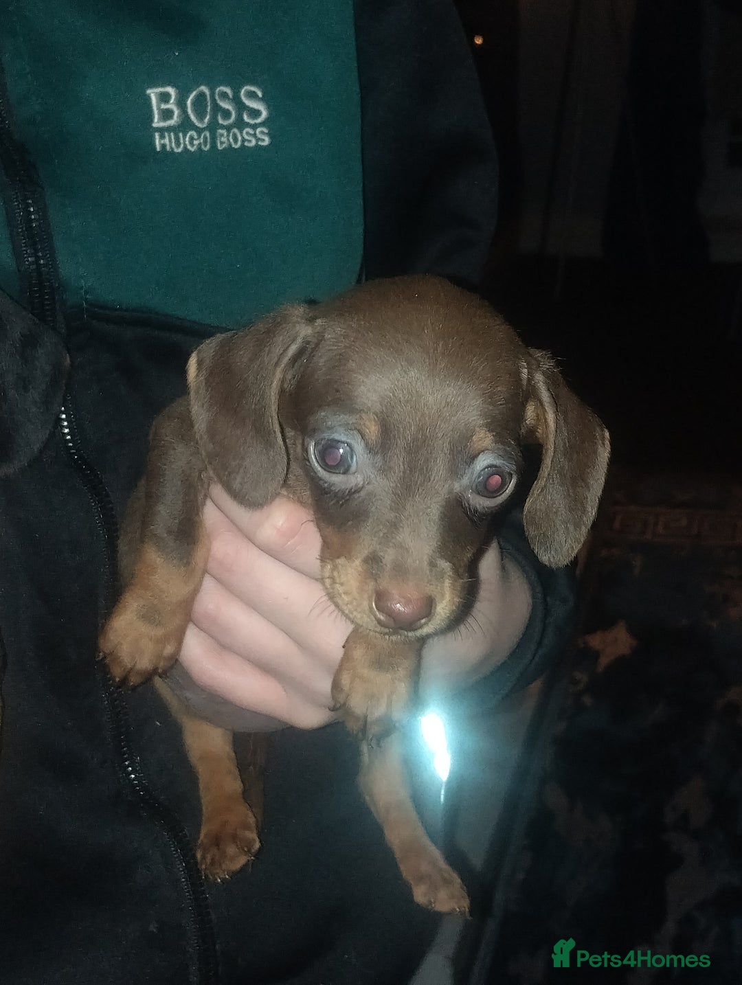 Miniature Dachshund dogs for sale: Miniature dachshund puppies - Advert 7