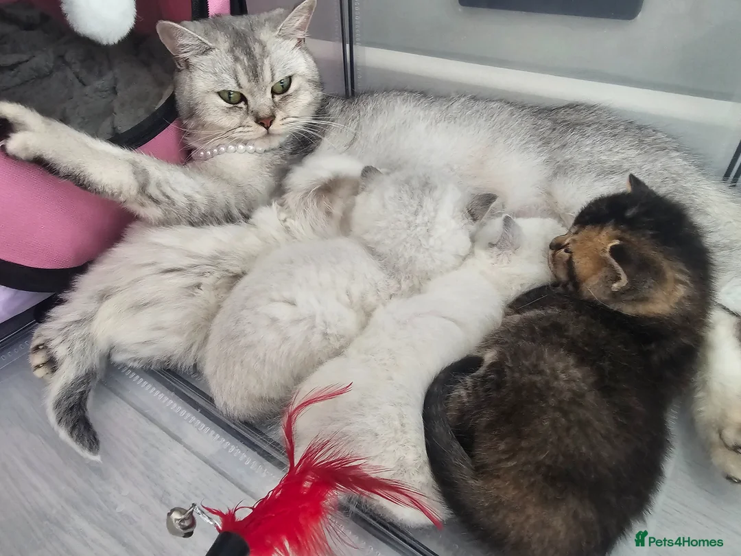 Scottish Fold cats for sale: 🐾 Scottish Straight Kittens for Sale – Premium  - Advert 1