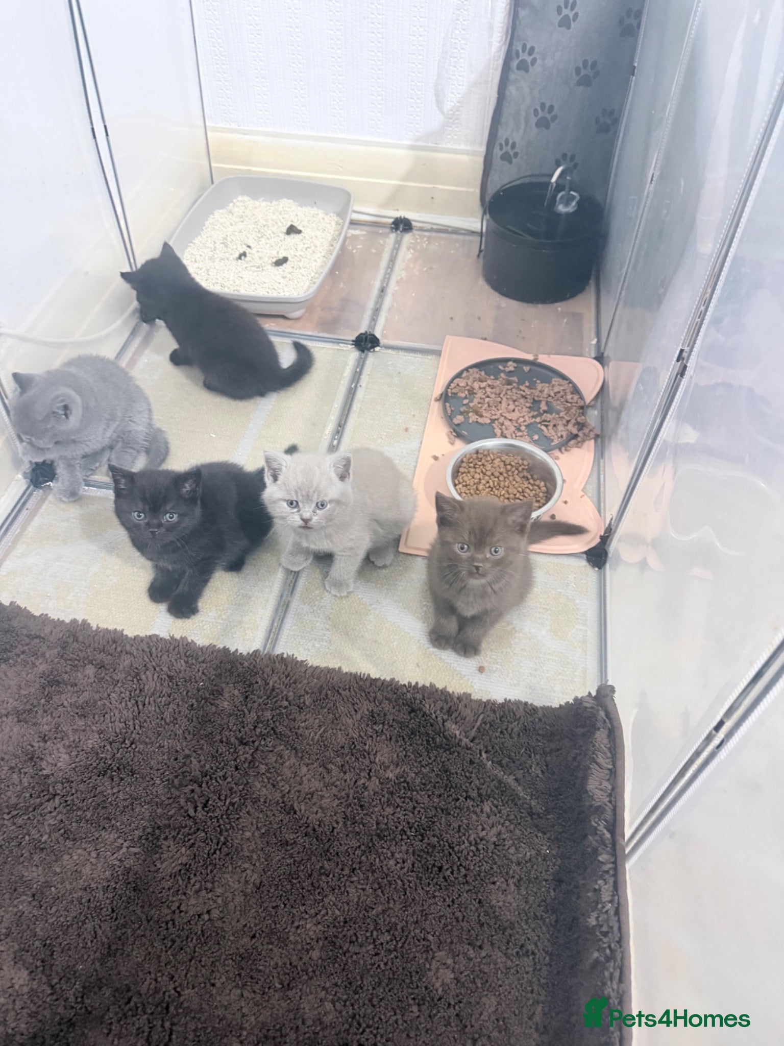 British Shorthair cats Beautiful 5 British shorthair kittens - Advert 2
