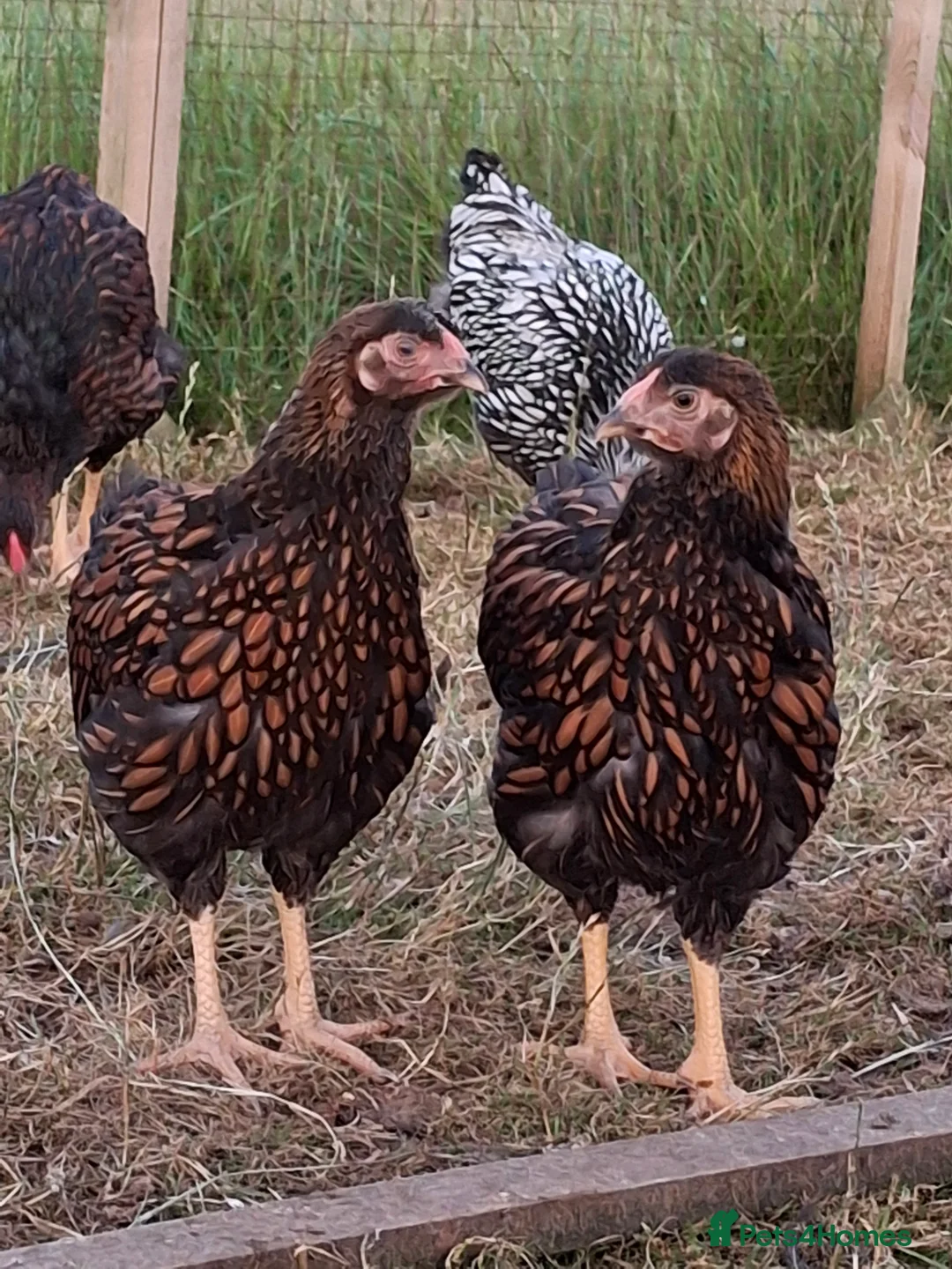 Chickens poultry for sale: LACED WYANDOTTES  - Advert 9