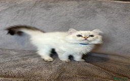 British Shorthair cats for sale: *READY NOW* TICA registered BSH kittens - Image 15