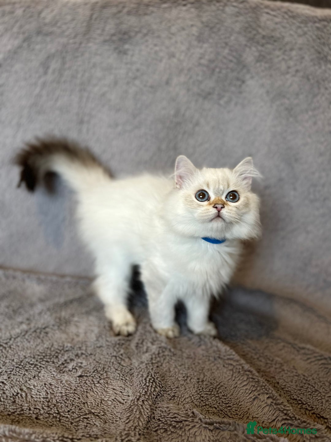 British Shorthair cats for sale: *READY NOW* TICA registered BSH kittens - Image 15