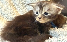 Maine Coon cats for sale: TICA registered russian poly and non poly kittens - Image 1