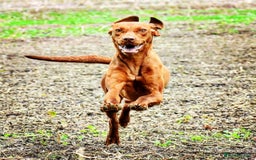 Hungarian Vizsla dogs for sale: Gamekeeper bred KC registered Crufts progeny - Image 10