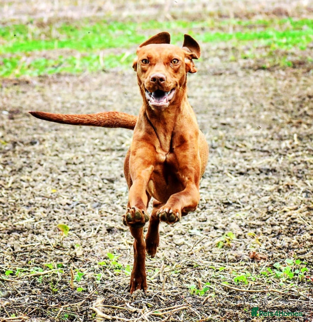 Hungarian Vizsla dogs for sale: Gamekeeper bred KC registered Crufts progeny - Image 10