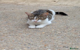 Domestic Shorthair cats for sale: Caring, Friendly 1-Year-old cat- Ready to Rehome - Image 6