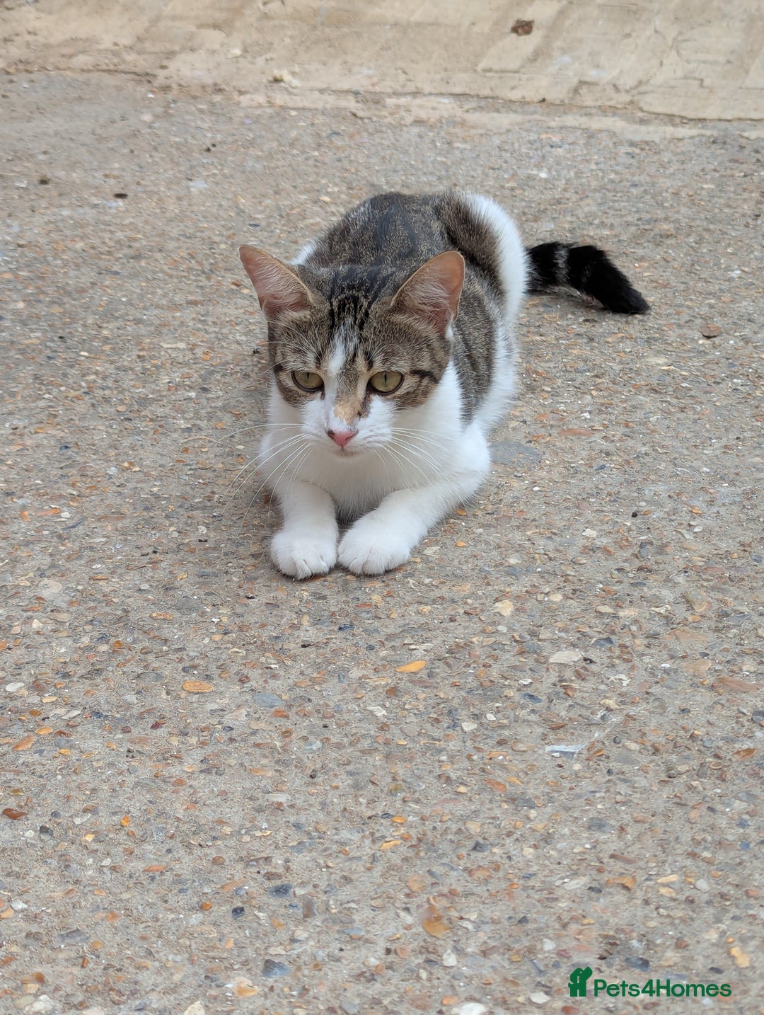 Domestic Shorthair cats for sale: Caring, Friendly 1-Year-old cat- Ready to Rehome - Image 6