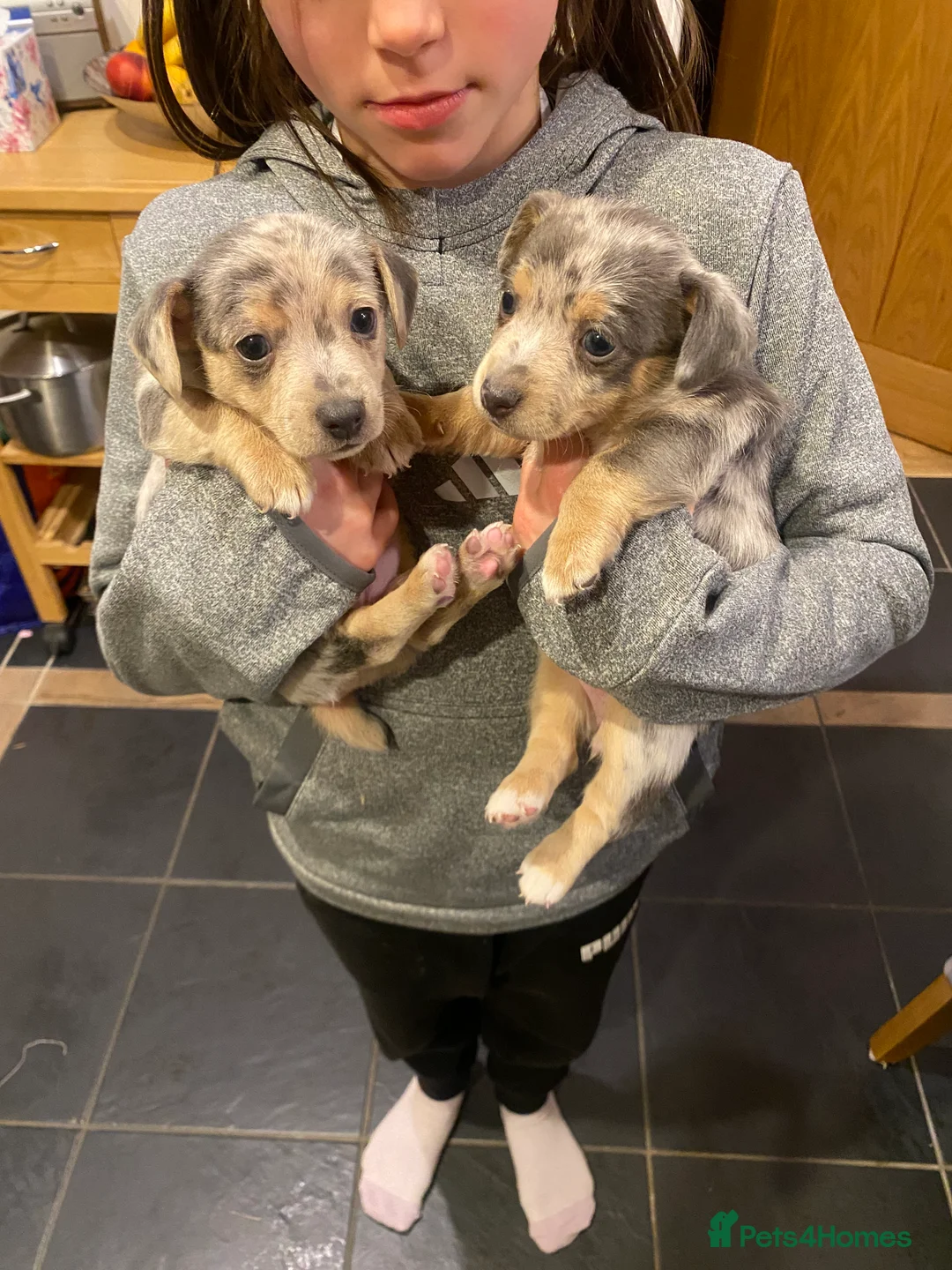 Jack Russell dogs for sale: Stunning small type jack Russell. Pups - Advert 3