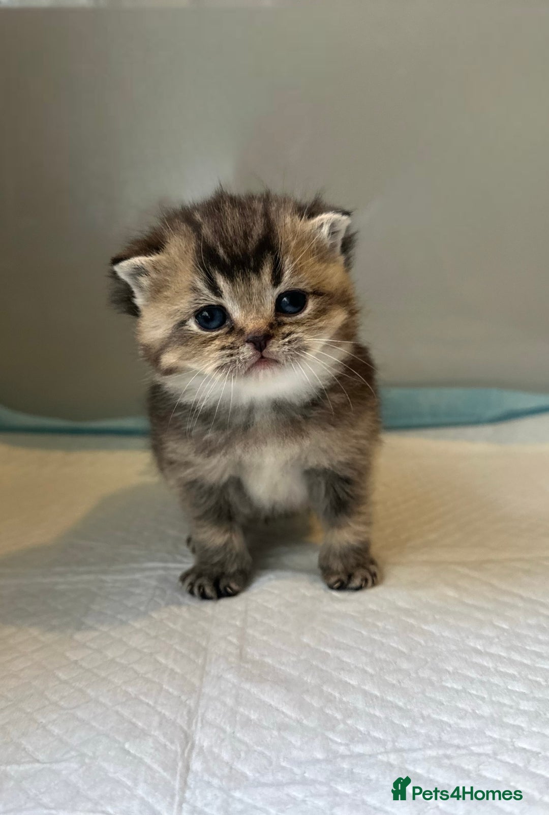 Scottish Fold cats for sale: 2 girl 1 boy beautiful quality Scottish Folds ❤️  - Advert 10