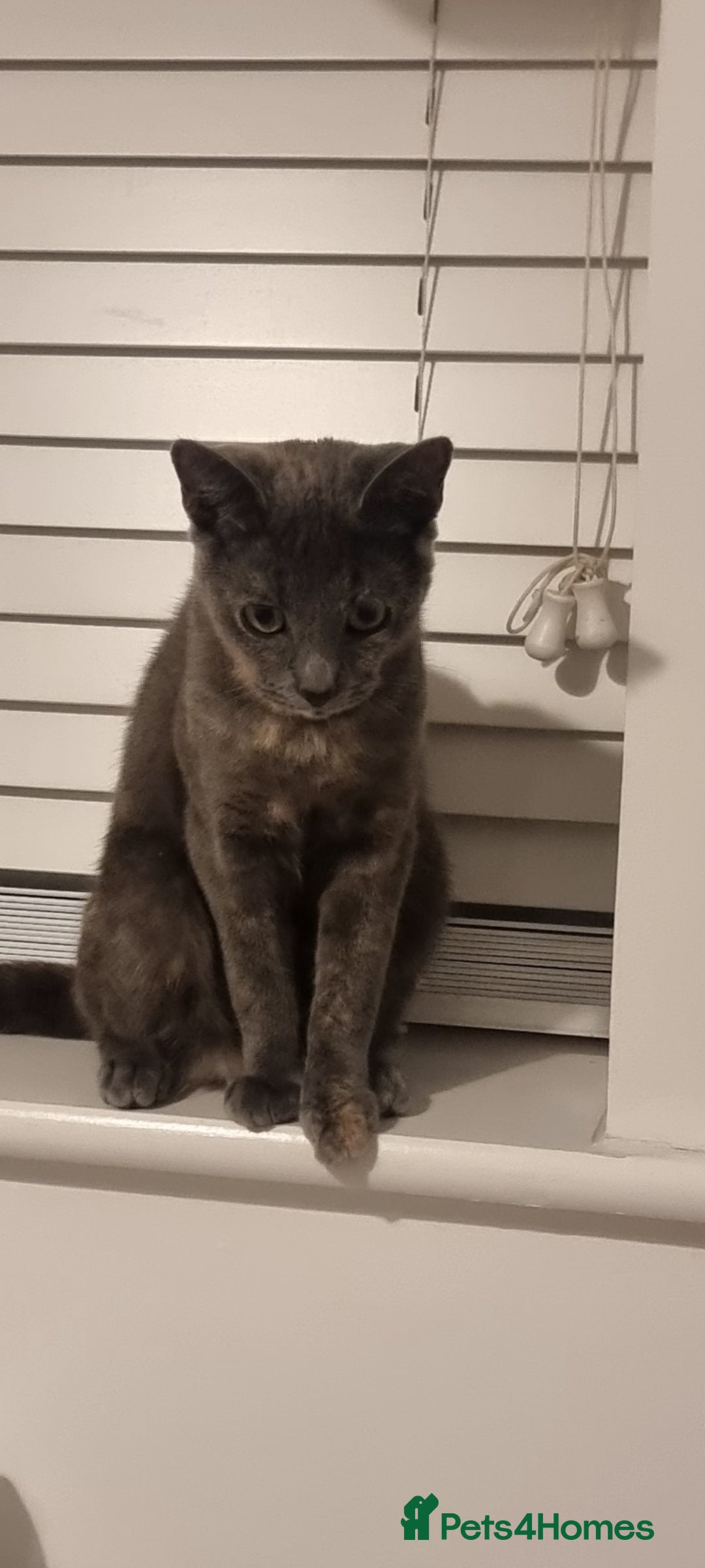 Mixed Breed cats for sale: Meet Mimi - Advert 4