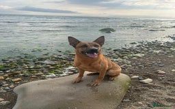 Mixed Breed dogs for sale: Diesel - Trained - In Need Of Home in Paisley - Image 2