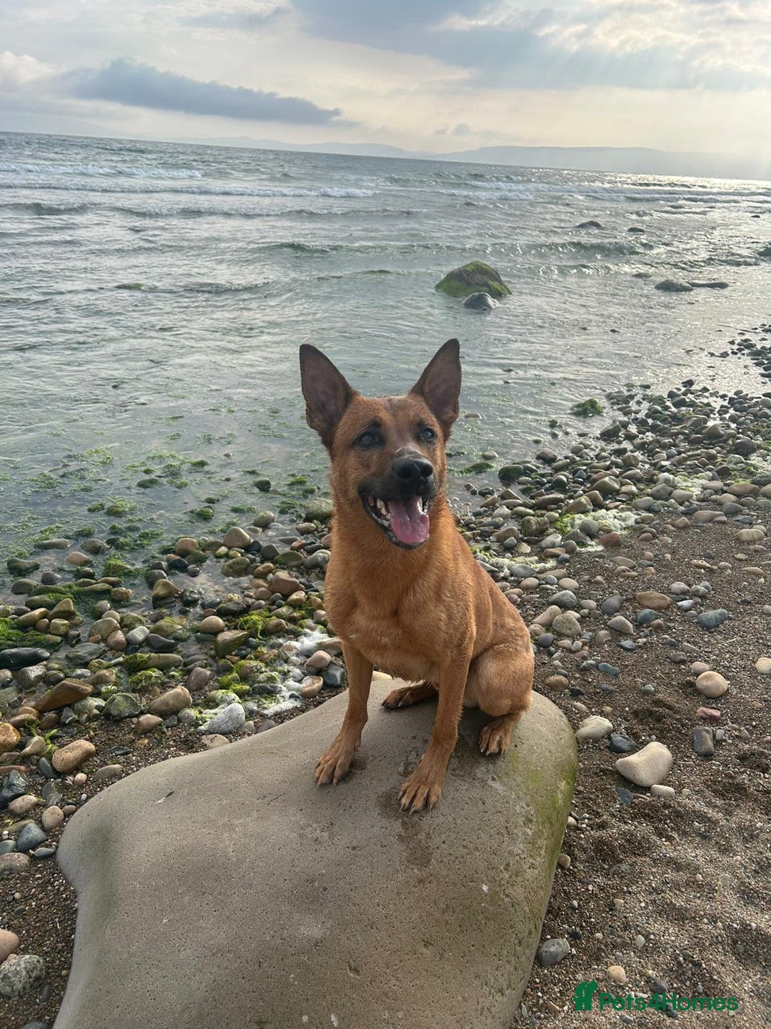 Mixed Breed dogs for sale: Diesel - Trained - In Need Of Home in Paisley - Image 2