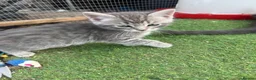 Mixed Breed cats for sale: Gorgeous Grey / Blue Girls  - Advert 6