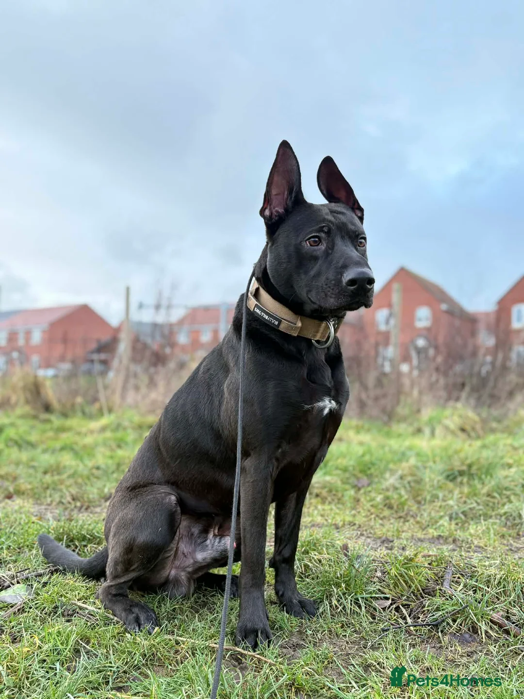 Mixed Breed dogs for sale: Paddy  - Advert 3