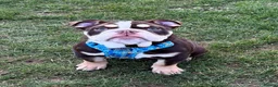 English Bulldog dogs for sale: Stunning 8 month old full English bulldog 💙 - Advert 1