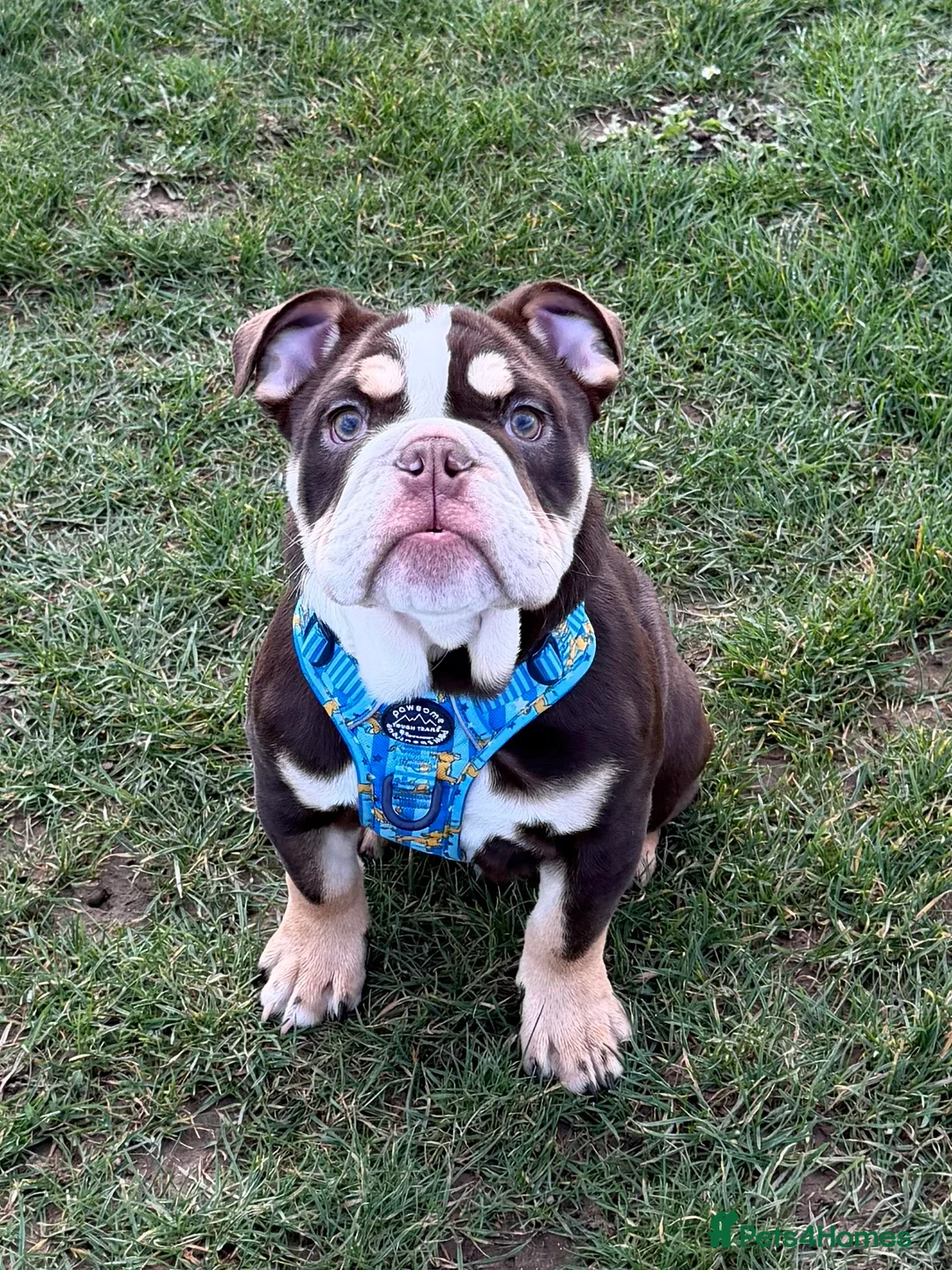 English Bulldog dogs for sale: Stunning 8 month old full English bulldog 💙 - Advert 1